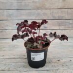 Гейхера Мелтинг Файер d12