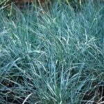Колосняк (Пырейник, Элимус голубой) d15