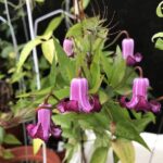 Клематис колокольчиковидный Принцесс Ред d15