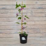 Клематис крупноцветковый Данута d15