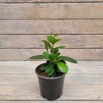 Дипладения / Мандевилла d10-12