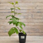 Малина Имара "Imara" 2л