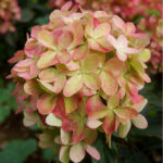 Гортензия метельчатая Граффити "Graffiti" 2л