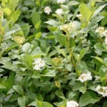 Дерен Флавирамеа 5-6л