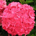 Гортензия крупнолистная Форевер энд Эвер Ред "Forever and Ever Red" d12