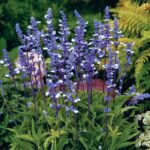 Шалфей(Сальвия) мучнистый Фэйри Квин "Fairy Queen" d12