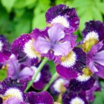 Ирис сибирский Контраст ин Стайлс d17