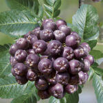 Рябина обыкновенная Ликерная 5л