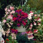 Фуксия ампельная кашпо d18