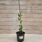 Клематис крупноцветковый Вильям Кеннет d15