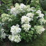 Гортензия метельчатая Бомбшелл "Bombshell" 2л