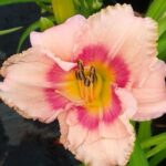 Лилейник гибридный Эвери Дейлили Роуз d15