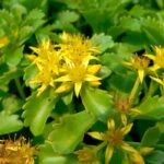 Седум (Очиток) камчатский d12