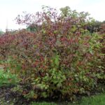 Дерен белый Сибирика (Сибирский) 3,5л