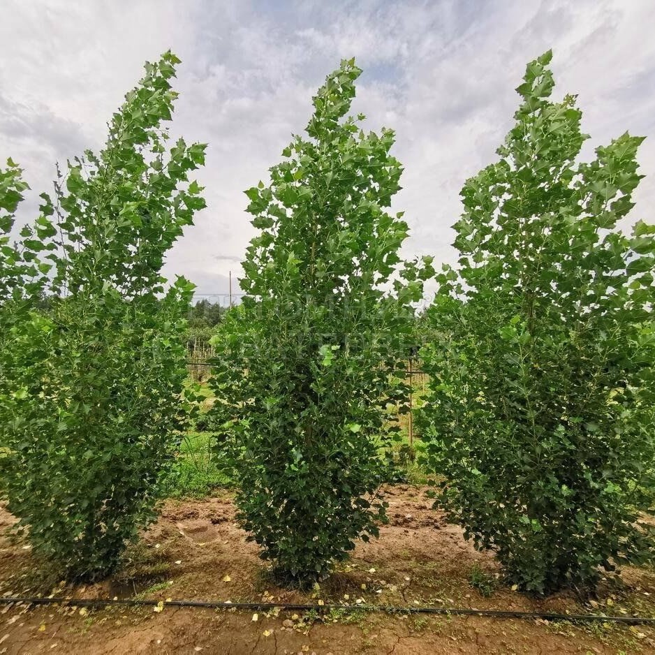 a990ac1a-42f8-5697-b08f-0e7883df2f77 Тополь берлинский 5л — изображение 1