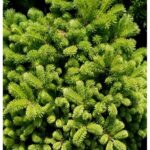 Пихта Вича Брауэр "Veitchii Brauer" d28 (10л)