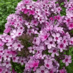 Флокс метельчатый Гаврюша d9-10