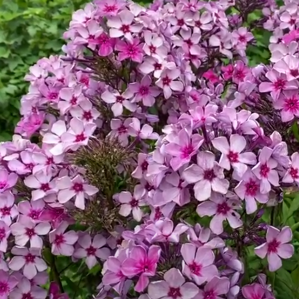 ae8d852bb614eeea2f7bdc350c79cdbf Флокс метельчатый Гаврюша d9-10 — изображение 1