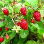 Земляника лесная d10