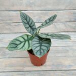 Алоказия Микс d12