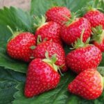 Клубника (земляника садовая) Антея(Антей) ОКС (п)
