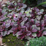 Живучка Бургунди Глоу d12