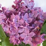 Сирень Капитан Бальте 3,5л