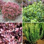 Барбарис микс 7л