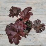 Гейхера Мелтинг Файер d12 — изображение 2