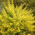 Бирючина Ауреа 3,5л