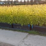 Спирея серая Грефшейм БЖИ (блок живой изгороди) 100*24*34