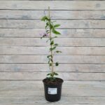 Клематис крупноцветковый Комтес де Бушо d15 — изображение 2