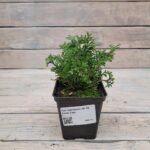 Туя западная Тини Тим d9-10