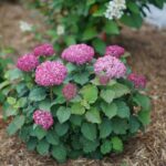 Гортензия древовидная Белла Рагацца Мувет "Bella Ragazza Mauvette" d9-10