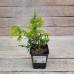 Туя западная Голден Брабант "Golden Brabant" d9-10