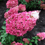 Гортензия метельчатая Ливинг Строберри Блоссом "Living Strawberry Blossom" d9