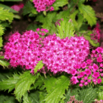 Спирея японская Криспа "Crispa" 2л