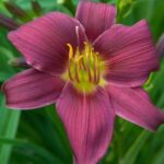 Лилейник Стелла ин Пёрпл d17