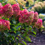 Гортензия метельчатая Колорфул Коктейл d9-10