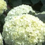 Гортензия древовидная Дабл Аннабель "Double Annabelle" d9-10