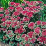 Седум (Очиток) Манстед Дарк Ред d17