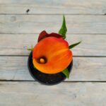 Калла Манго "Mango" d12 — изображение 2