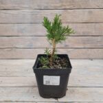 Можжевельник казацкий Роккери Джем "Rockery Gem" d17 (2л) высота 30+