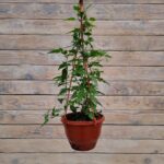 Паслен жасминовидный кашпо d15