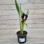 Калла Блэк Форист "Black Forest" d12