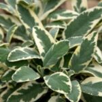 Шалфей (Сальвия) лекарственный Берггатен Вариегата "Officinalis Berggarten Variegated" d12