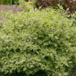 Дерен белый Крим Крекер "Cream Cracker" 5л