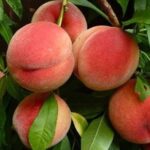 Персик Мичуринский "Michurinskiy" 10л