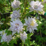 Клематис махровый Дансинг Квин d15