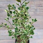 Фикус Молочный d23 — изображение 2